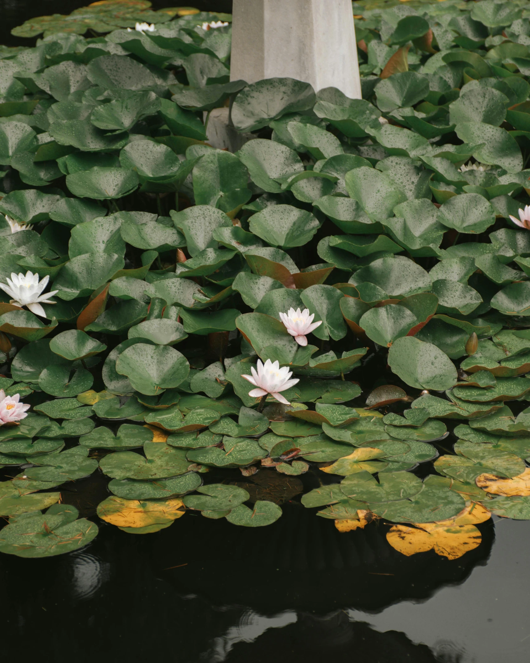 lily pad water with small birdhouse on top of it