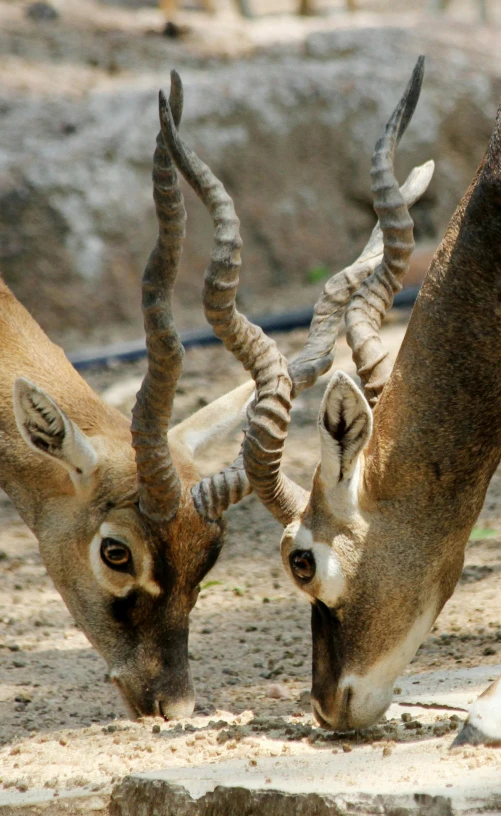 a couple of animals that are standing in the dirt