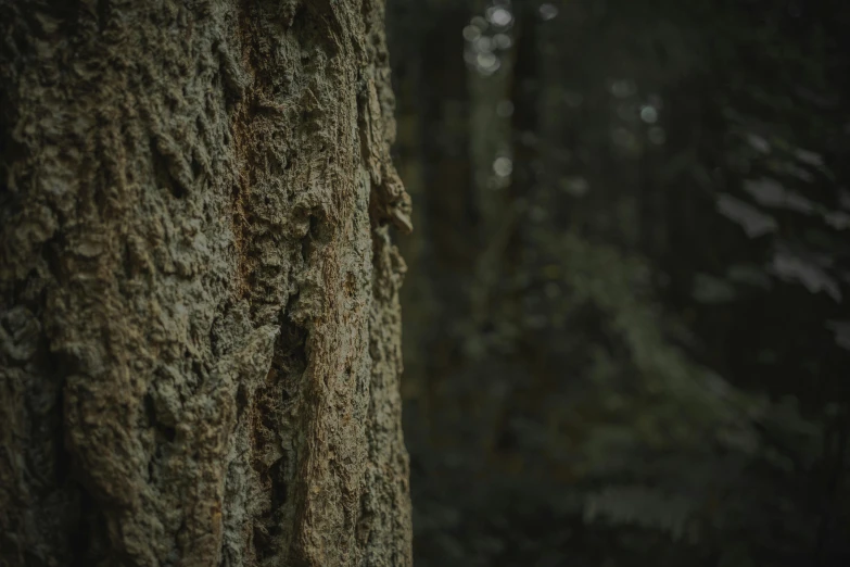 the face on the tree trunk in the forest