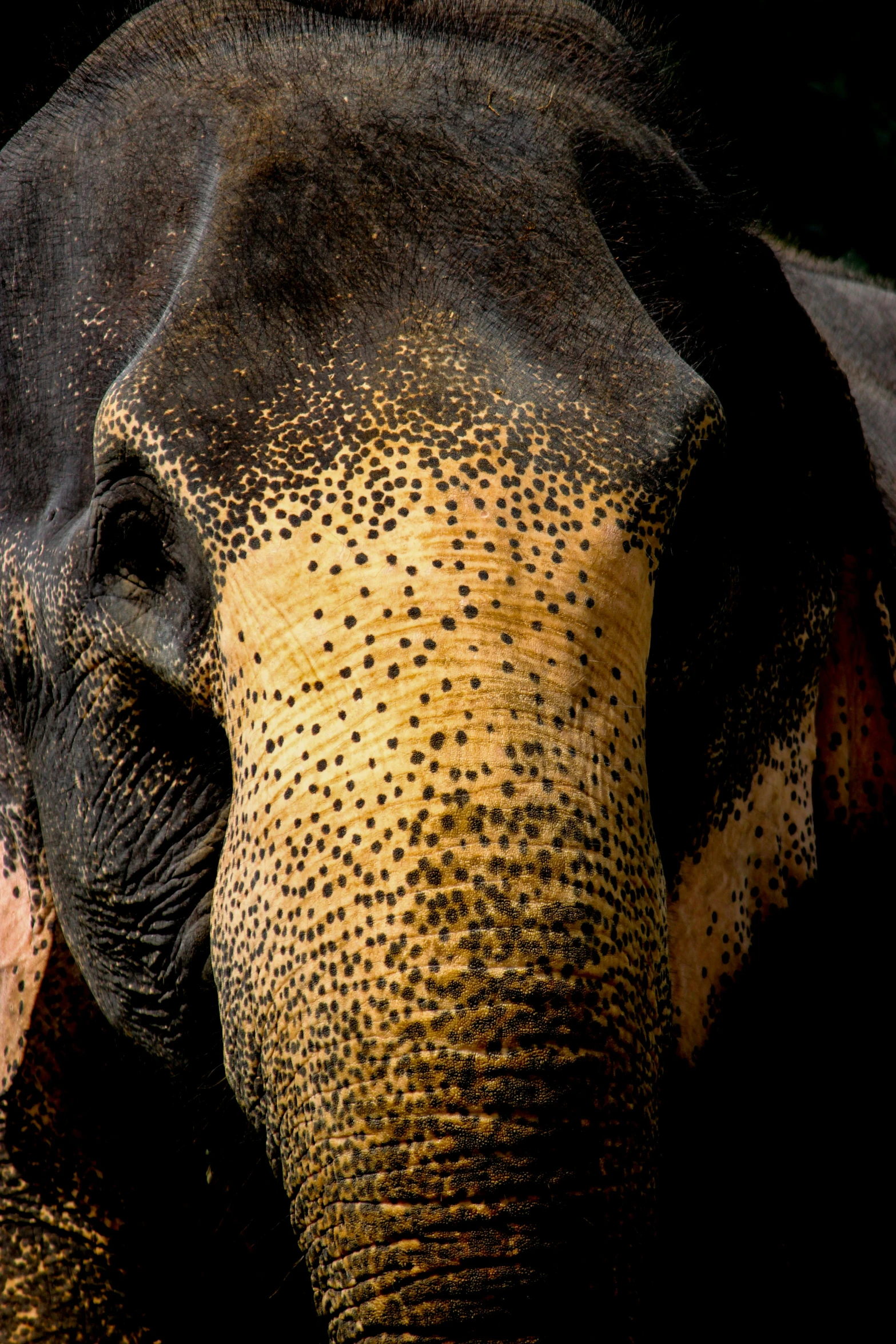 a closeup of the nose and ears of an elephant