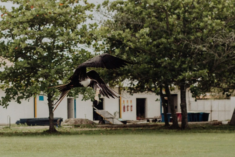 an eagle landing over a tree to catch a fish