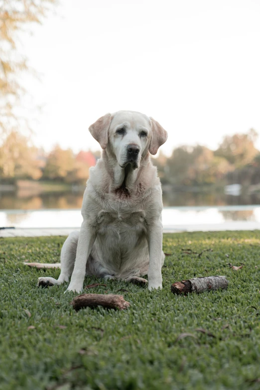 the dog is sitting in the grass near the water