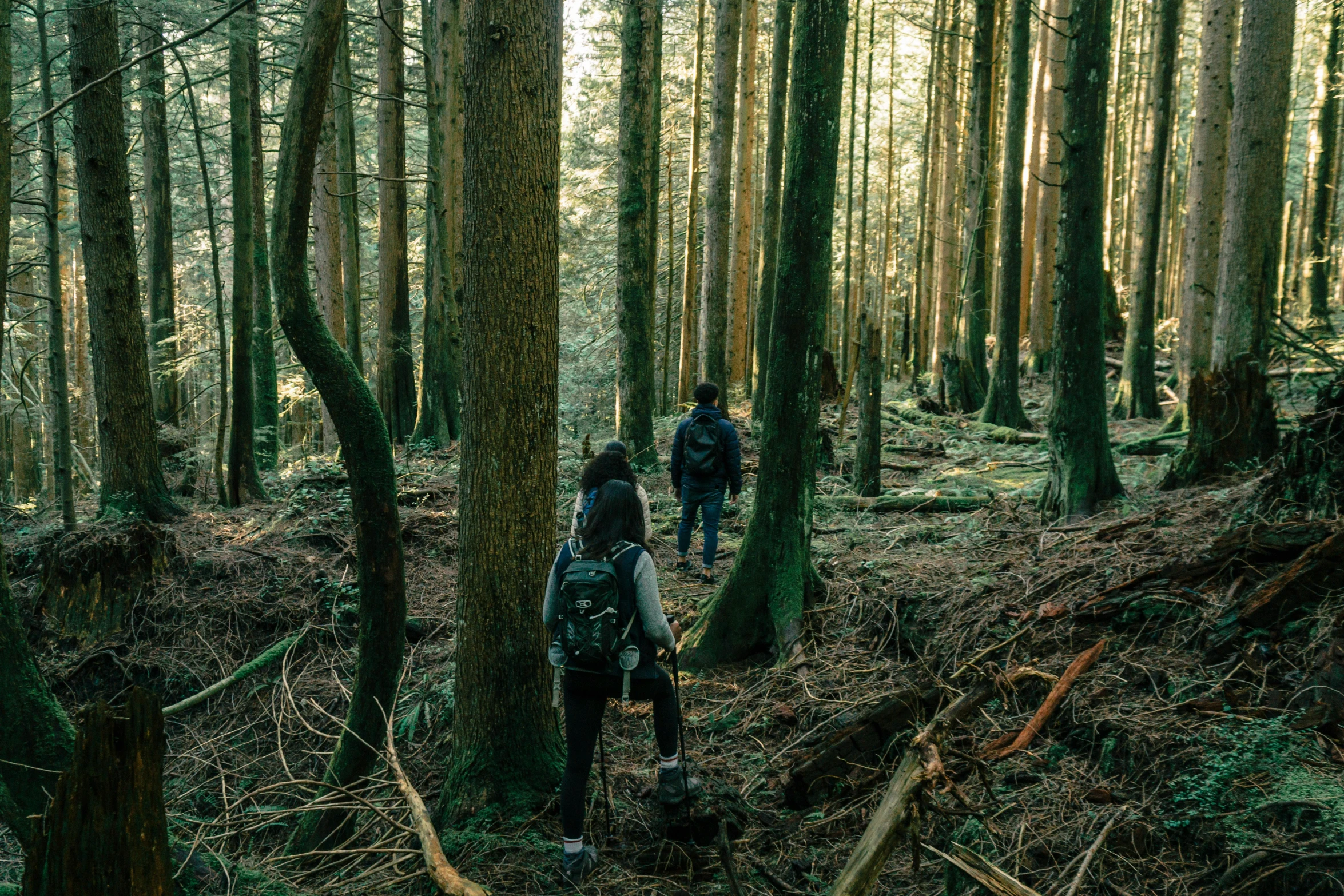 two people trek through the woods on their own