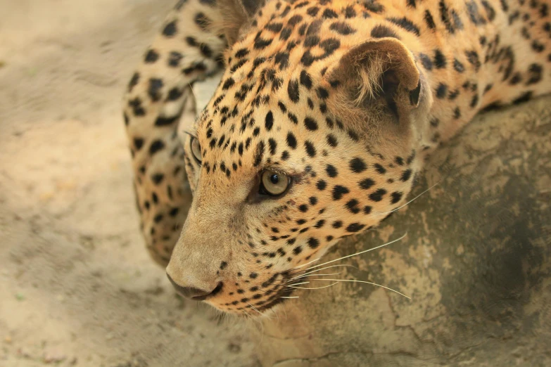 a leopard is standing in the shade at the zoo