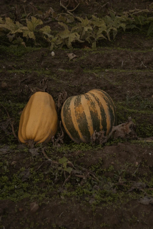 two pumpkins resting in the dirt next to each other