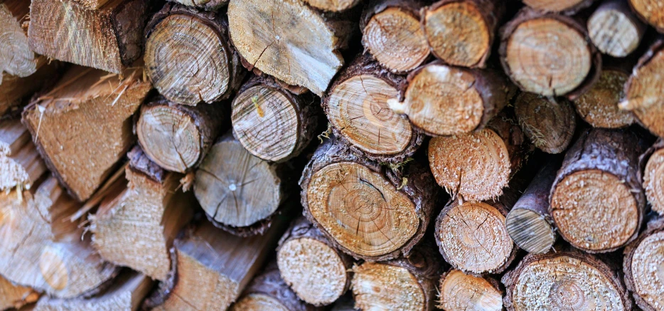 logs piled in rows that are in a pile