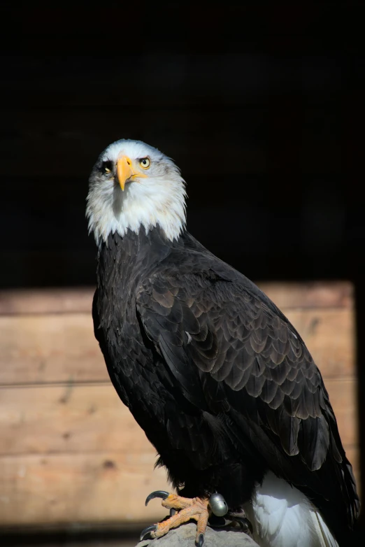 an eagle stands on top of a log