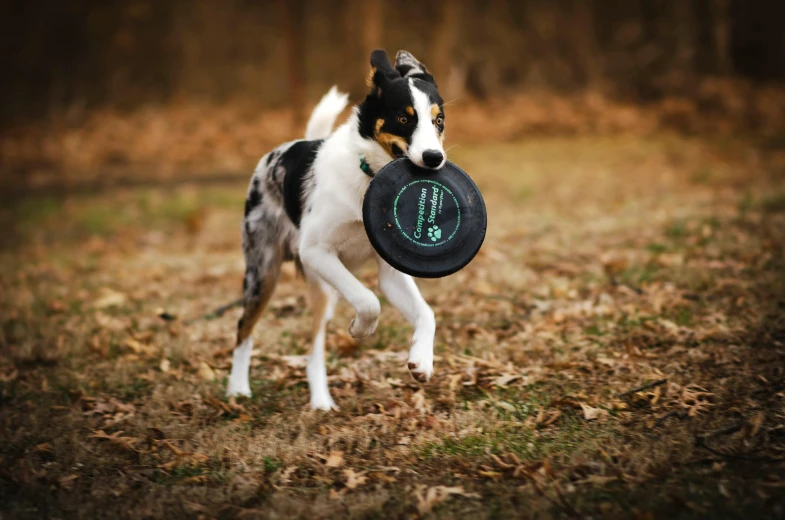 a dog holding onto a frisbee in a field