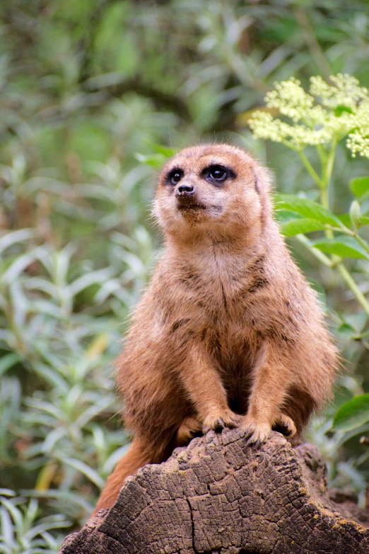 a small brown animal standing on top of a rock