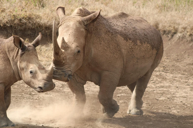 two rhinoceros stand facing off in the dirt