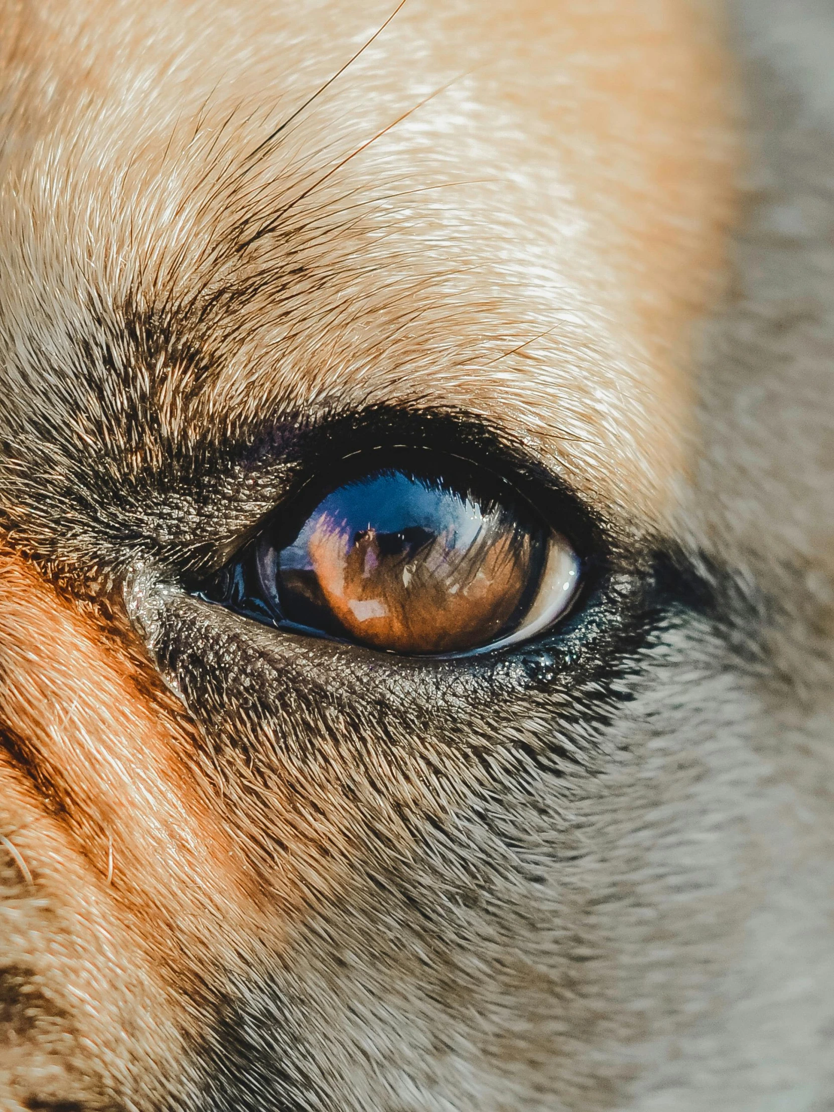 a close up view of an animal's eye