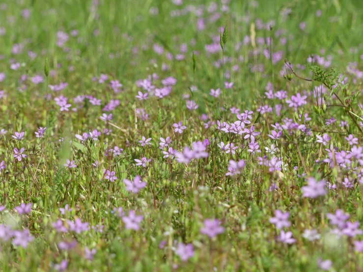 a small bird flies through a field of flowers