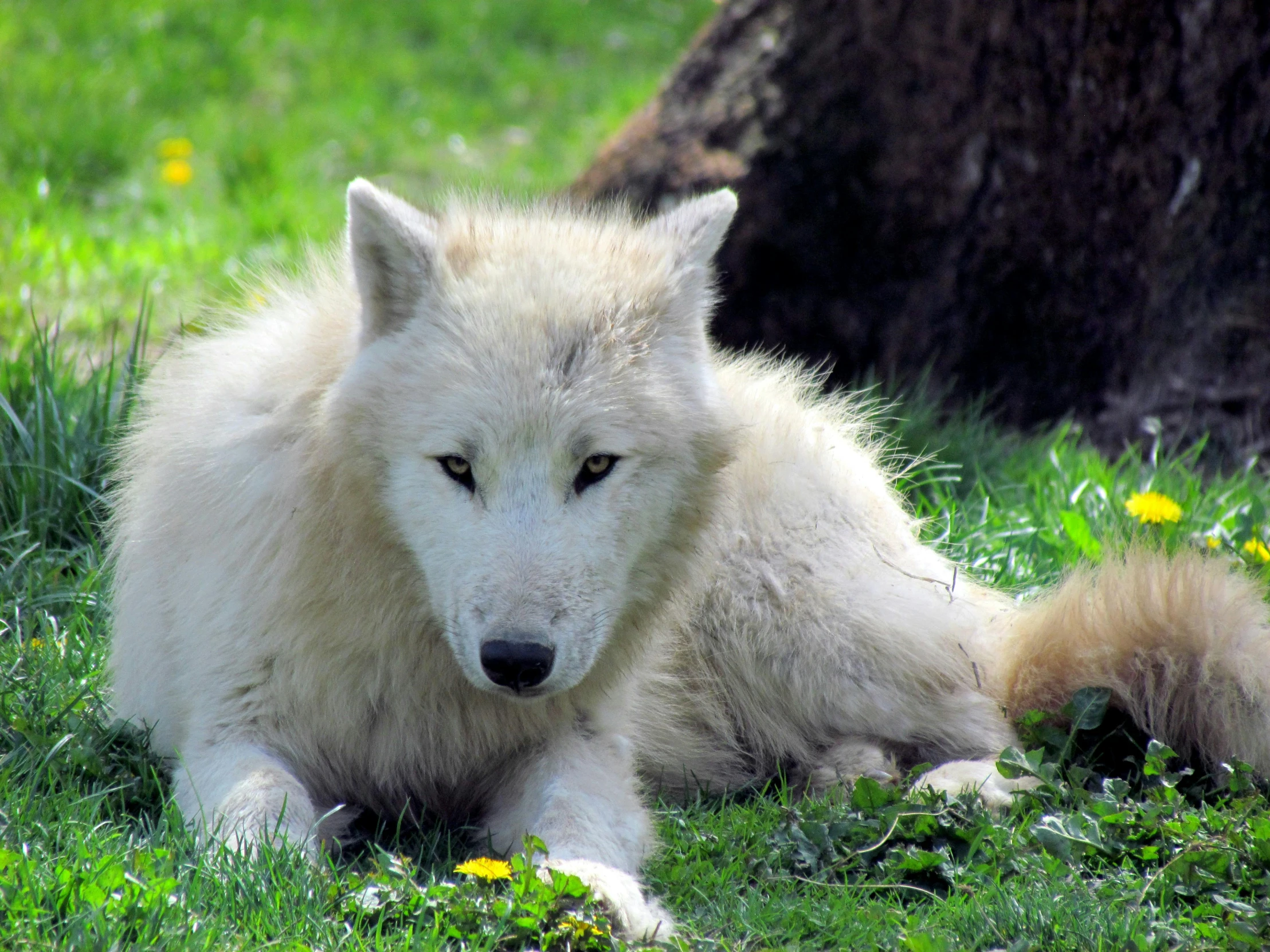 an arctic wolf laying down on a green lawn