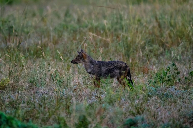 a small, black - tailed animal is standing in the middle of tall grass