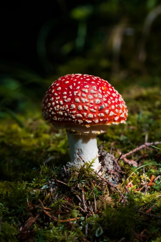 a close up of a small mushroom on the ground