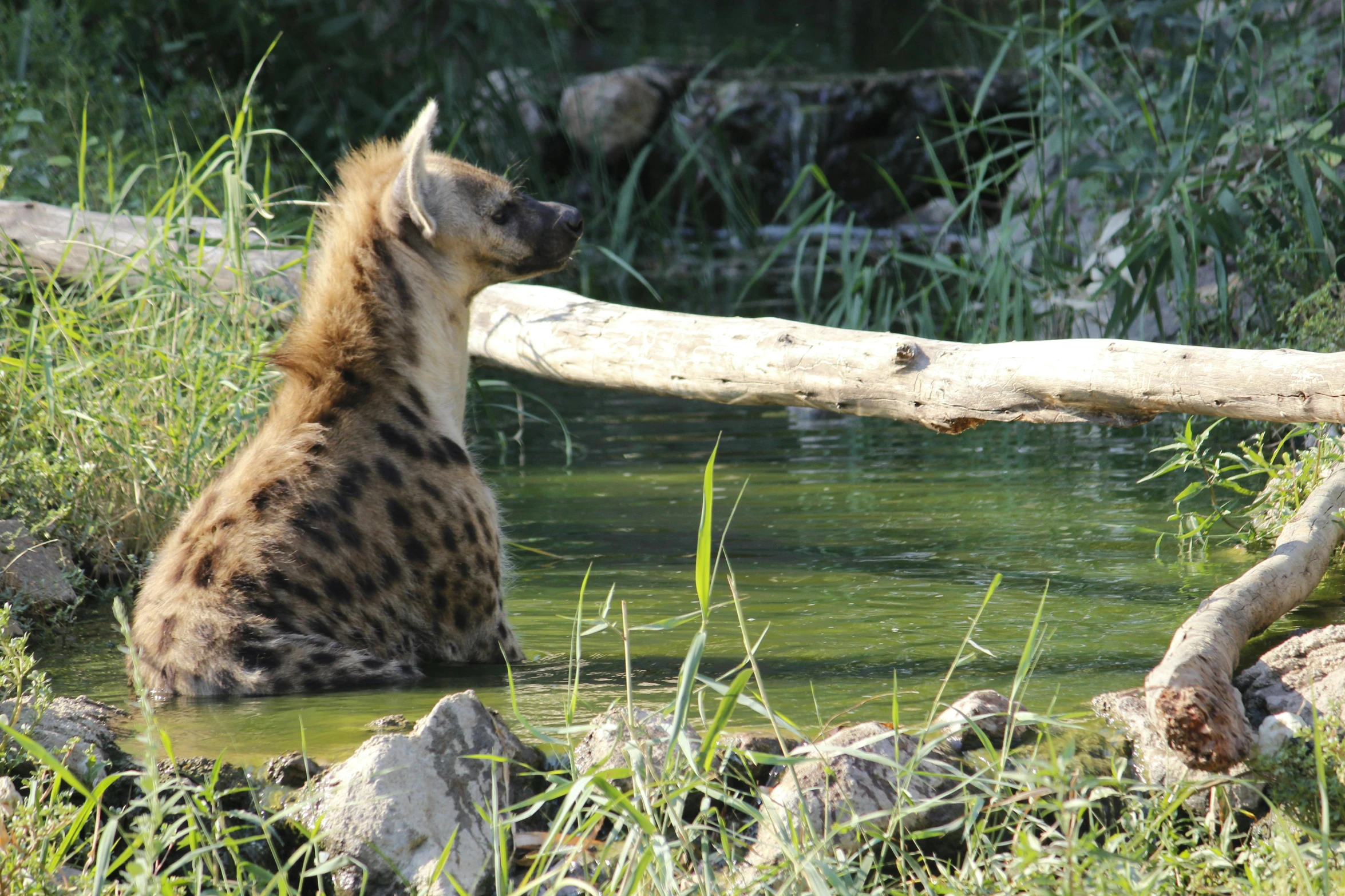 a large brown and black spotted cat next to water