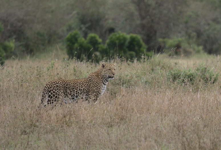 a large leopard is walking through a grassy field