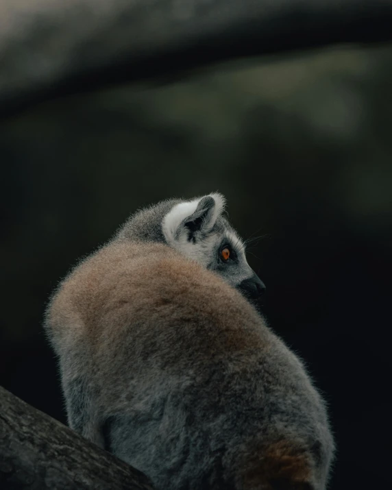 the animal with large orange eyes is sitting on a tree limb