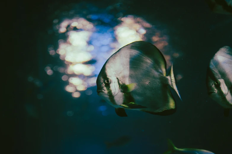 an underwater view of a tropical fish in clear water