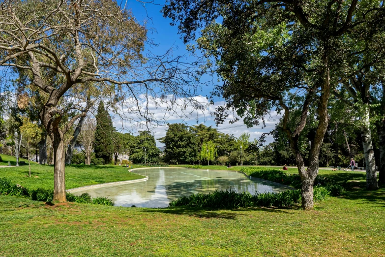 a pond near some trees is surrounded by grass