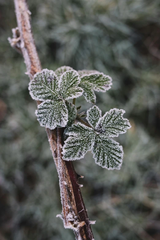 a leaf covered in frost standing on a plant nch