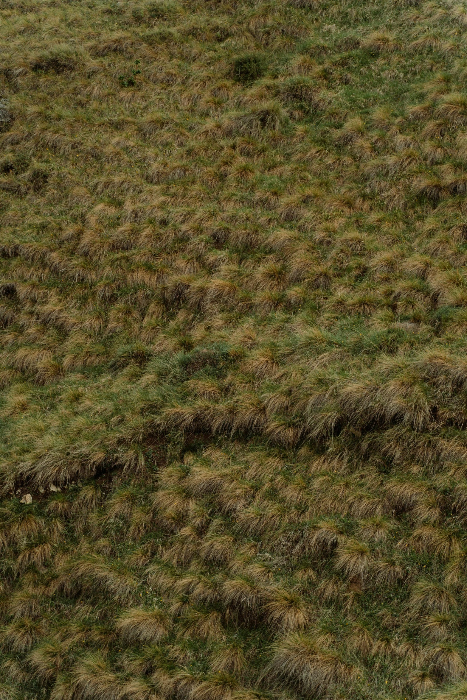 some very pretty green grass with little brown dots