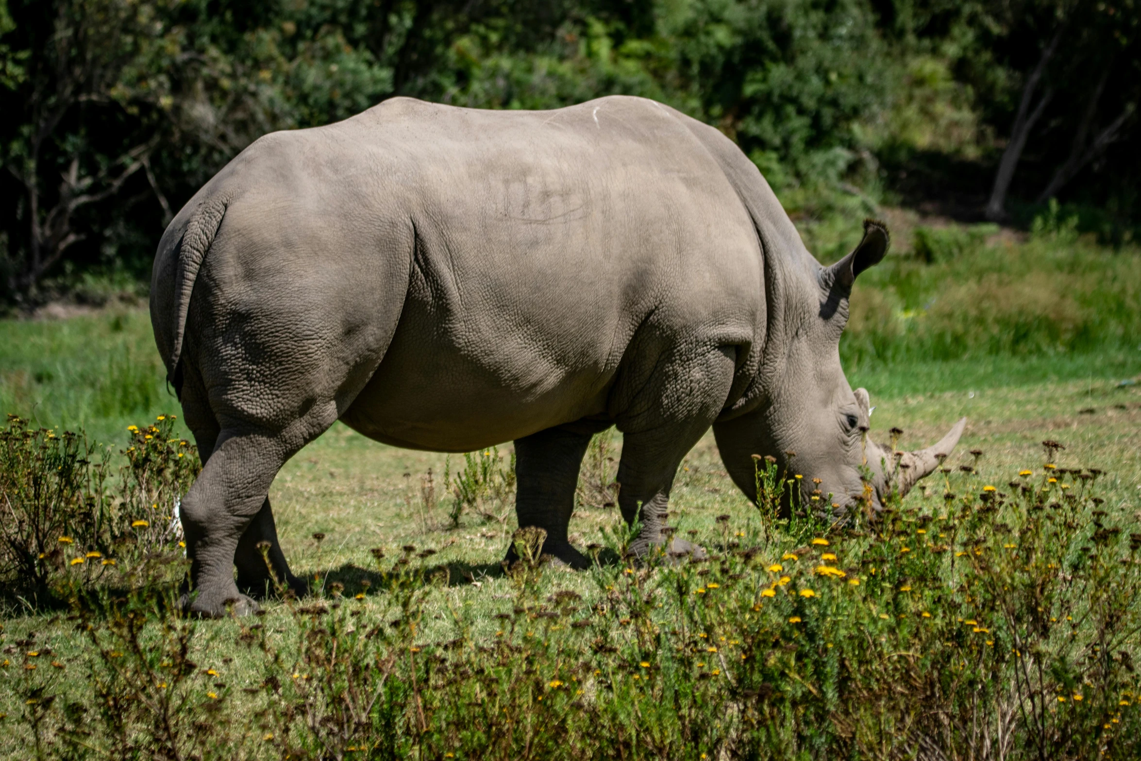 a rhinoceros eating grass and bushes in its enclosure