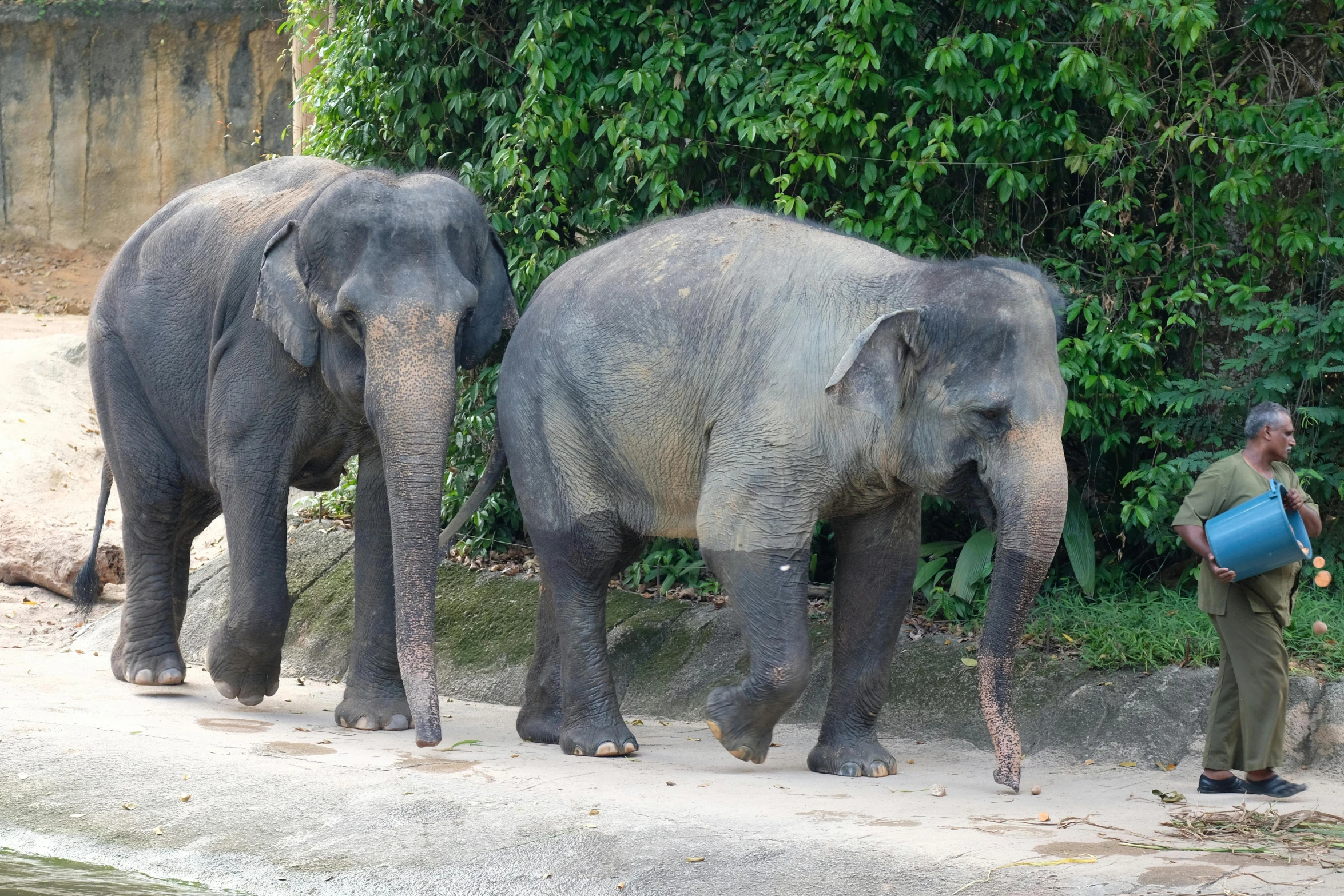 a man standing next to two elephants near some trees