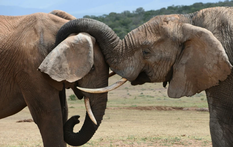 two elephants interacting each other in the wild