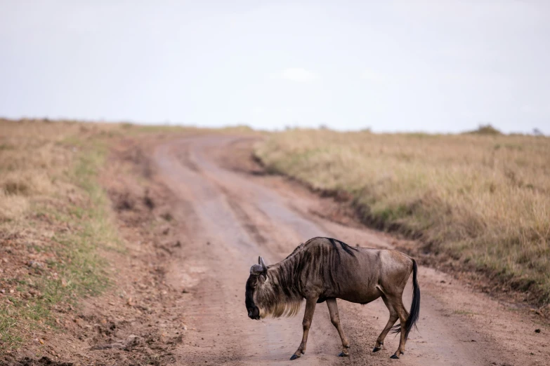 an animal walking down a dirt road in the middle of the desert