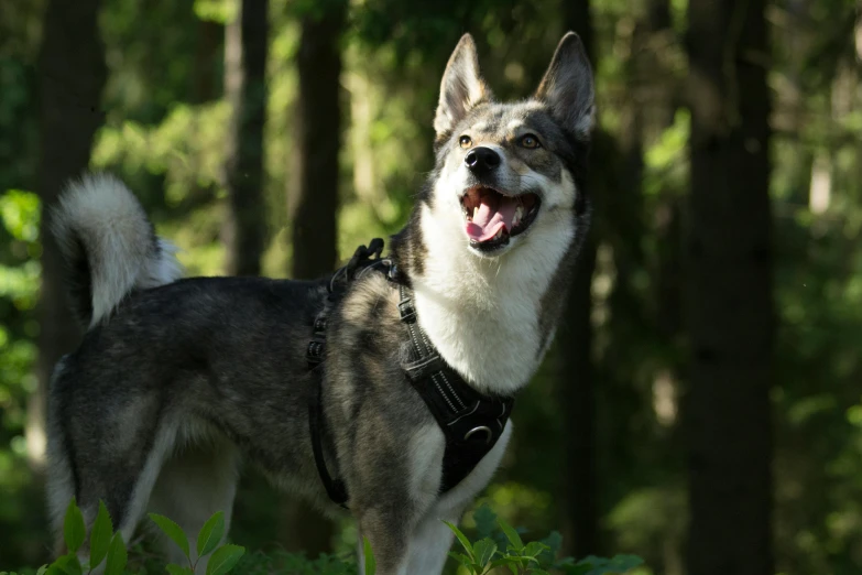 a very large dog looking forward while standing in the forest