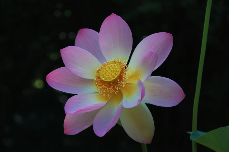 a bright pink and yellow flower with dark background