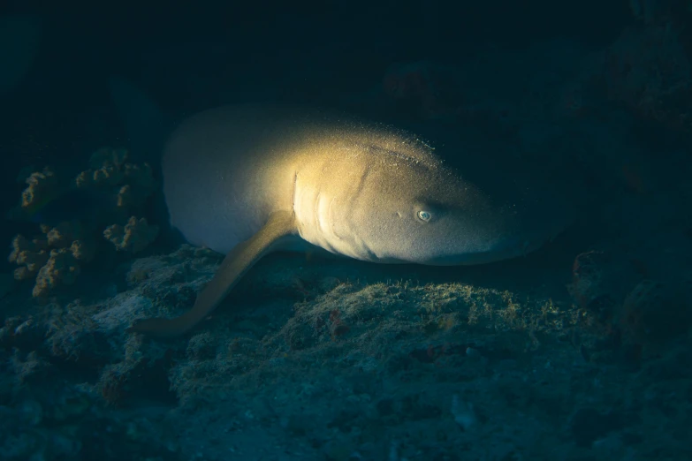 a large fish laying on top of a dirt floor