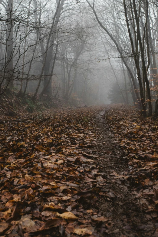 foggy trail in an autumnal forest with yellow and orange leaves on the ground