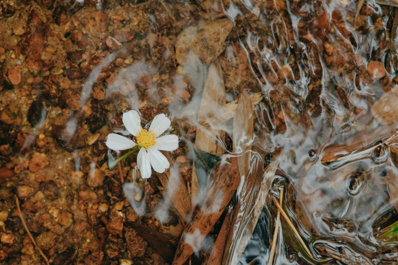 a white daisy sitting on top of leafy grass