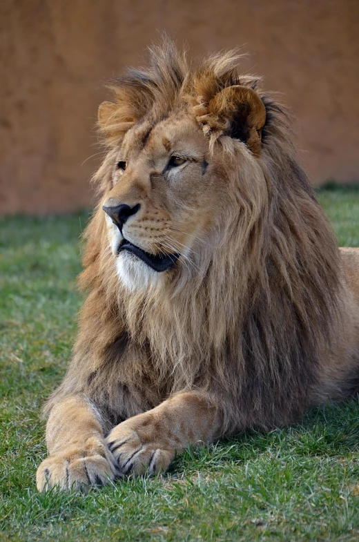 a lion lying on top of a green field