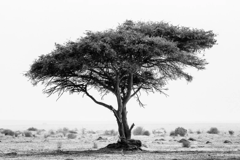 an elephant standing on top of a dirt field