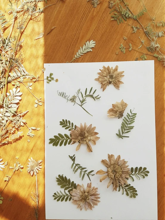 pressed paper with pressed flowers and leaves