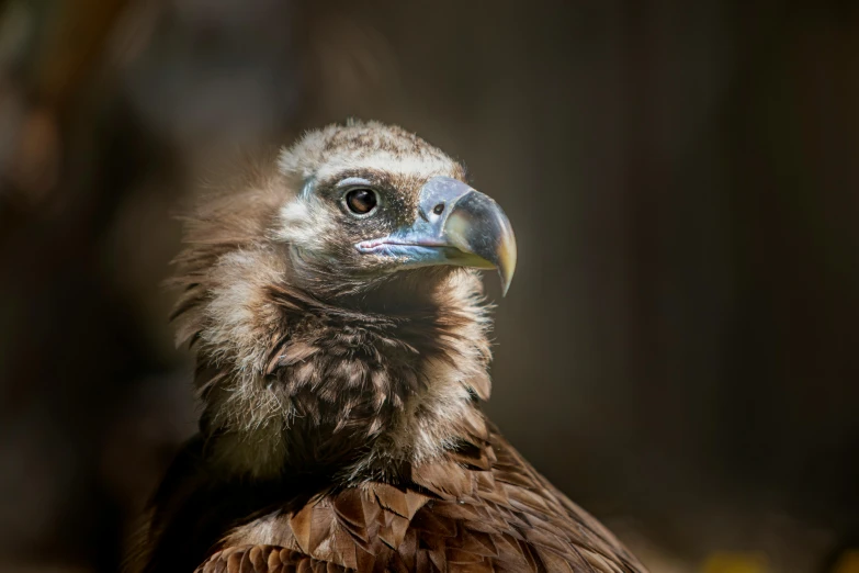 a brown eagle sits in front of an object