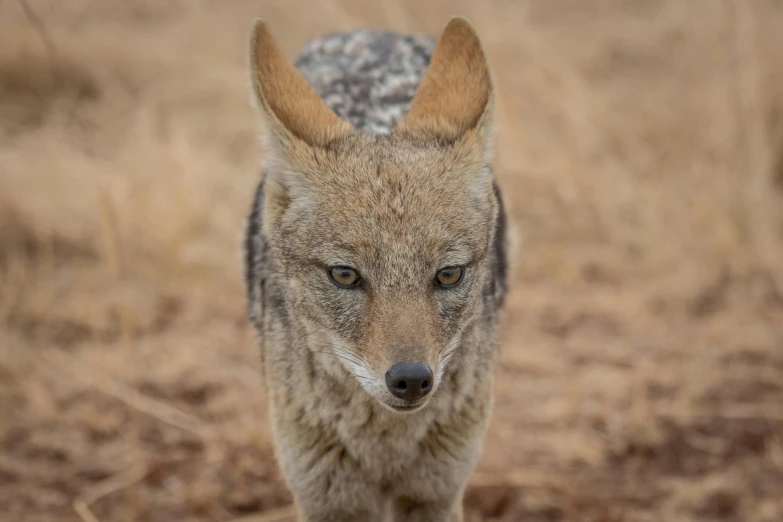 a lone wolf stands near an open field