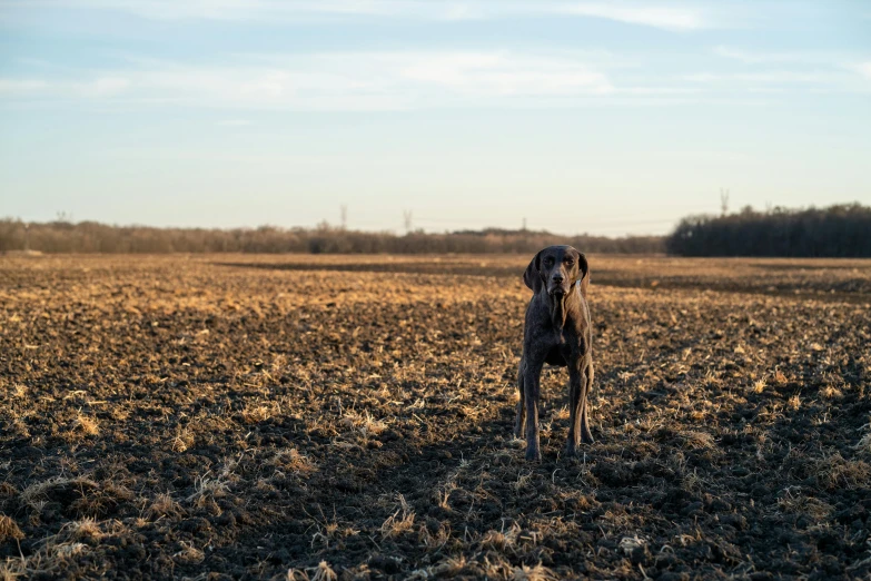 a dog standing in an open field