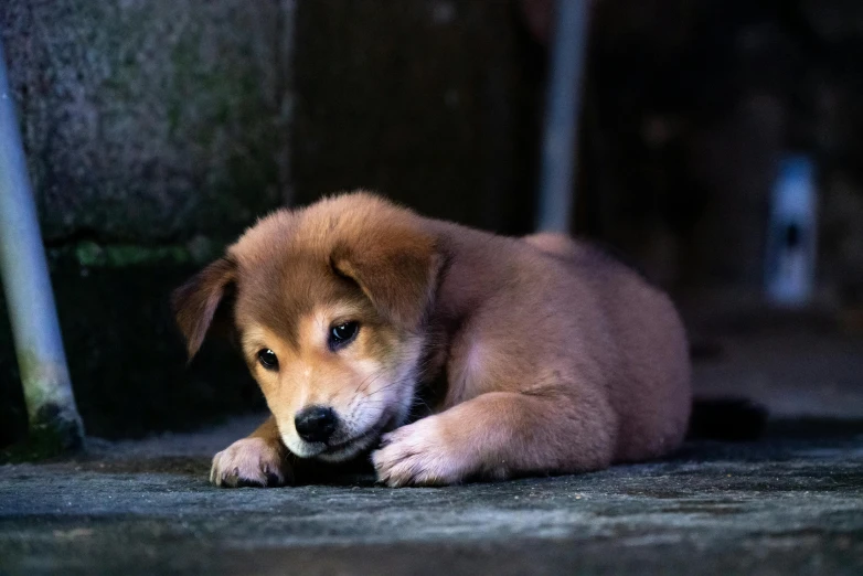 the puppy is laying down on the concrete