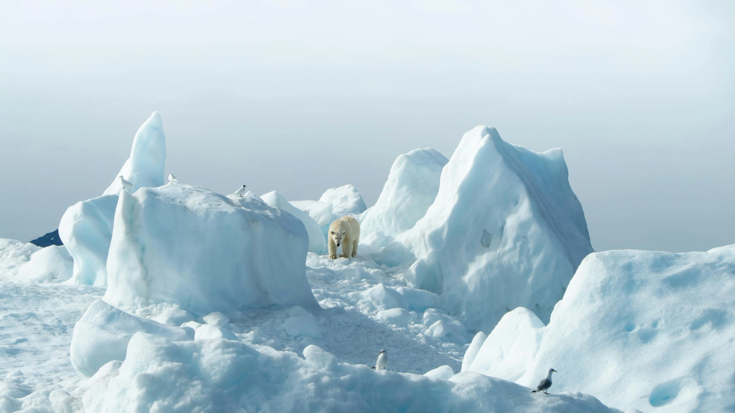 the white polar bear is walking near many icebergs