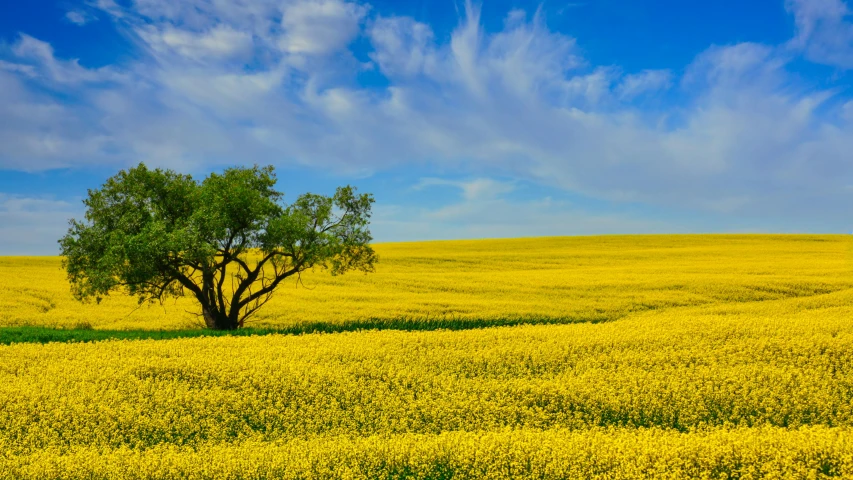 a tree is sitting in the middle of a field