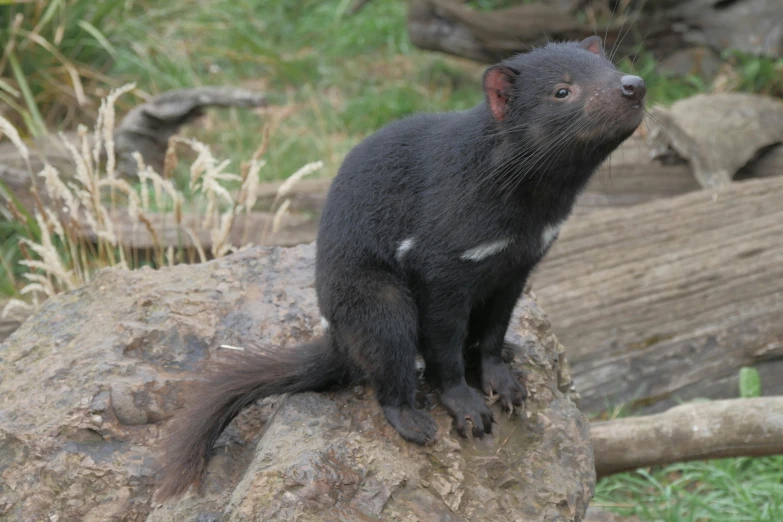 a small black animal standing on top of a rock