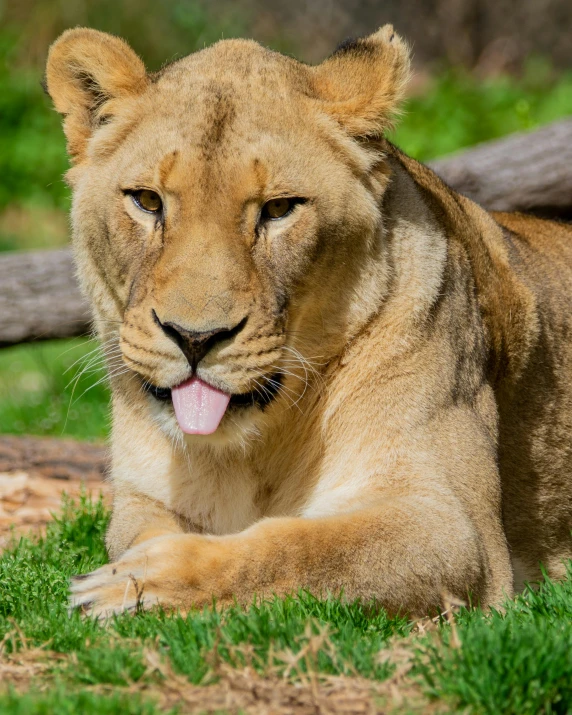 a lion lays on the grass with his tongue out