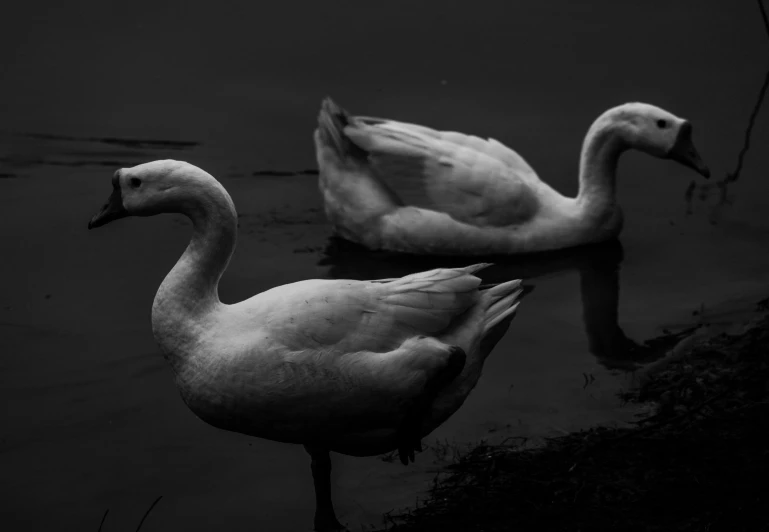 two large birds standing in the water