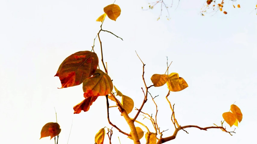 several leaves in the sun near a tree