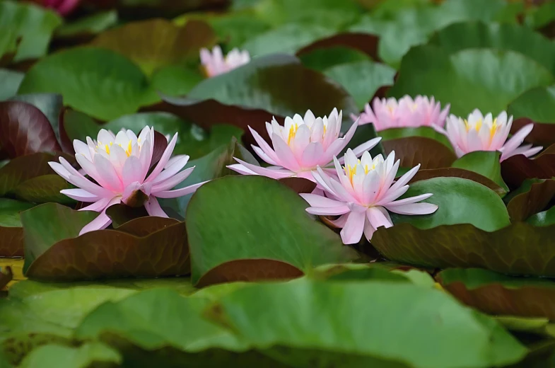 there are some very pretty water lilies in the water