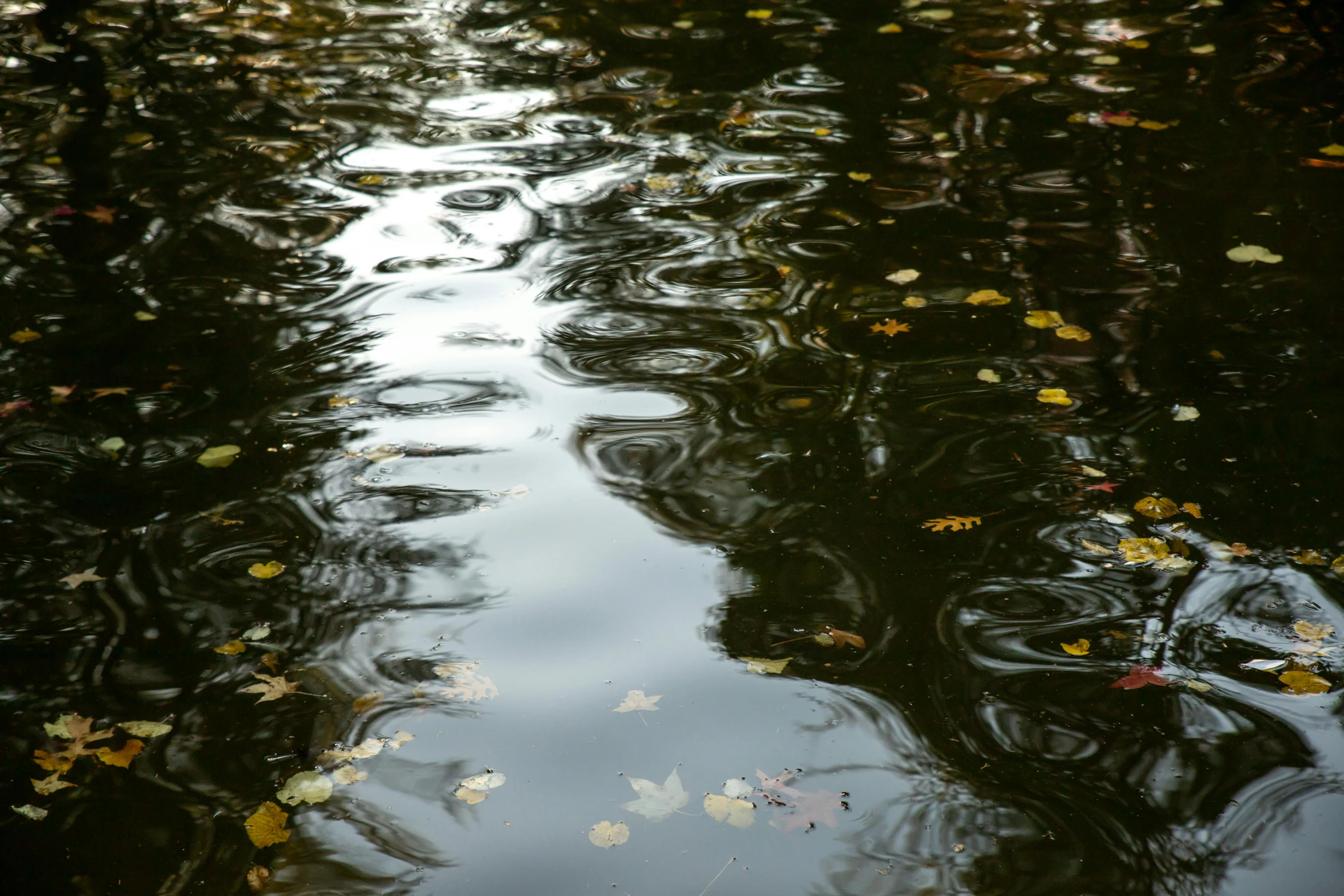 a po of water with trees reflecting in it